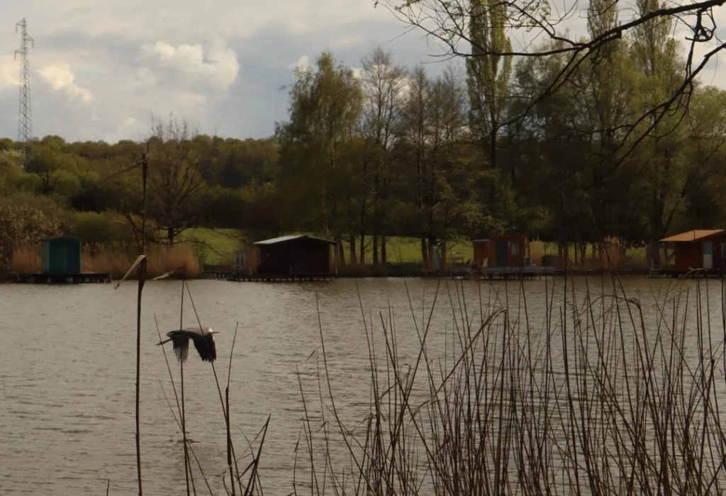 C’est parti pour la 1ère étape du terrain écologie ! Photo d'un héron au dessus d'un lac