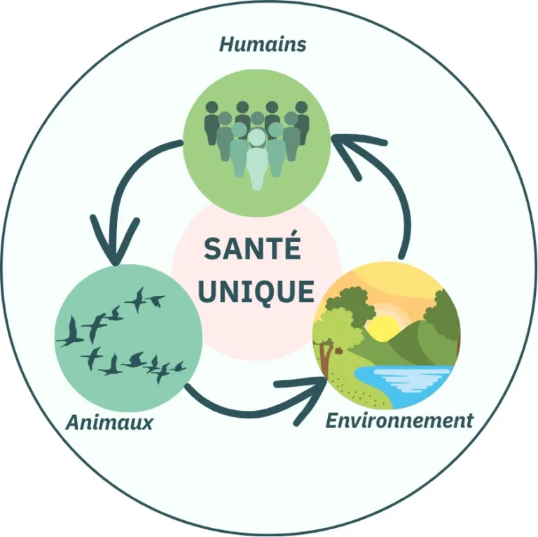 Schéma du concept One Health illustrant les liens entre santé humaine, santé animale et santé des écosystèmes.